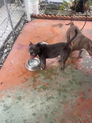 Reunited Female Dog last seen Corner of 33rd st and 4th ave, Hialeah, FL 33012