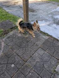 Reunited Male Dog last seen Kings hwy, Lakewood Park, FL 34951
