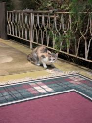 Found/Stray Female Cat last seen Bathurst, Toronto, ON M2R