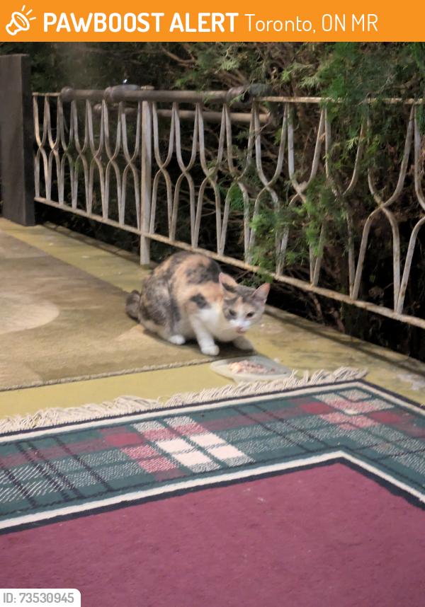 Found/Stray Female Cat last seen Bathurst, Toronto, ON M2R