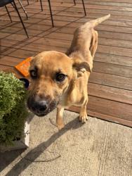 Found/Stray Female Dog last seen 25th and Carrollton Ave, Indianapolis, IN 46205