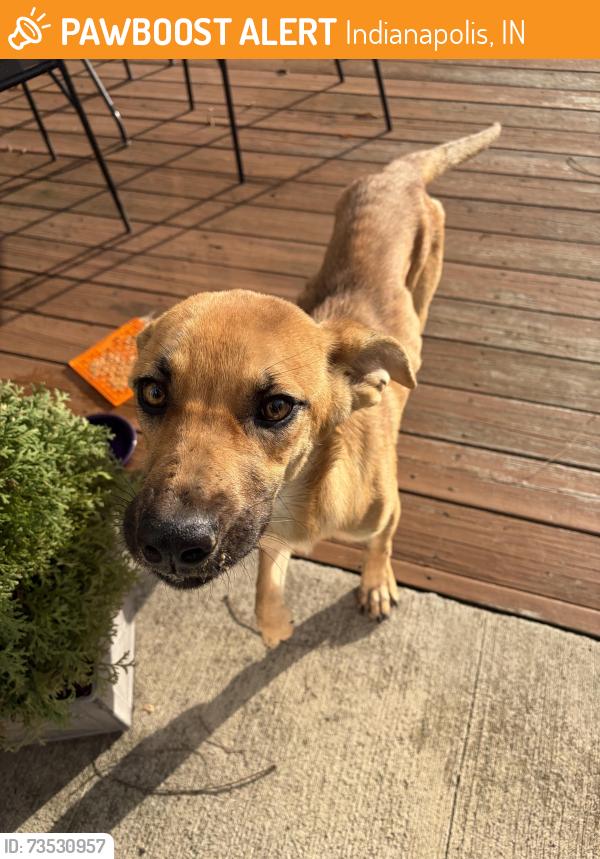 Found/Stray Female Dog last seen 25th and Carrollton Ave, Indianapolis, IN 46205