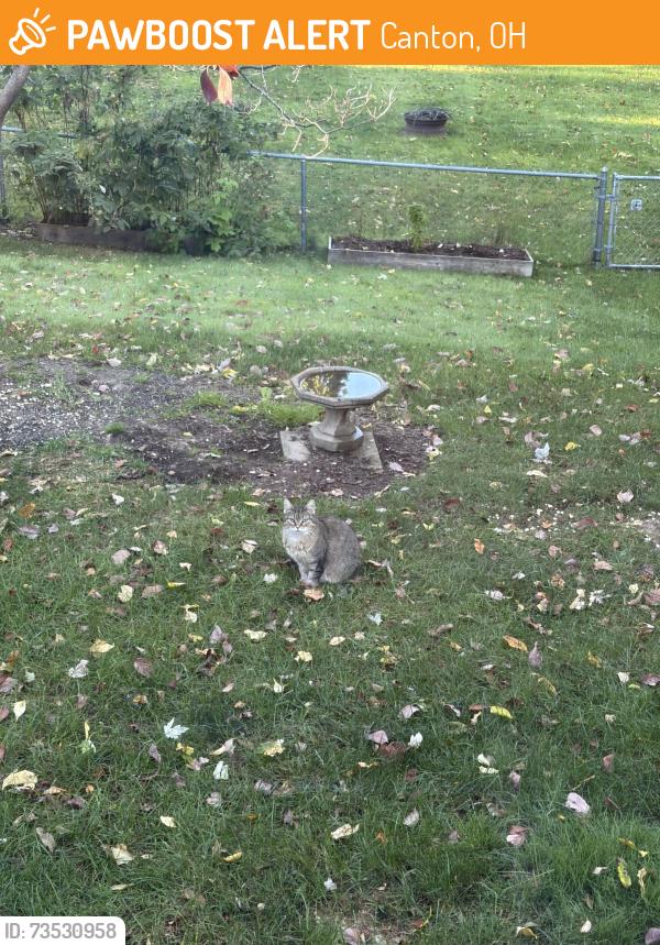 Found/Stray Female Cat last seen Big lots, roses, ace hardware, Canton, OH 44702