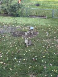 Found/Stray Female Cat last seen Big lots, roses, ace hardware, Canton, OH 44702