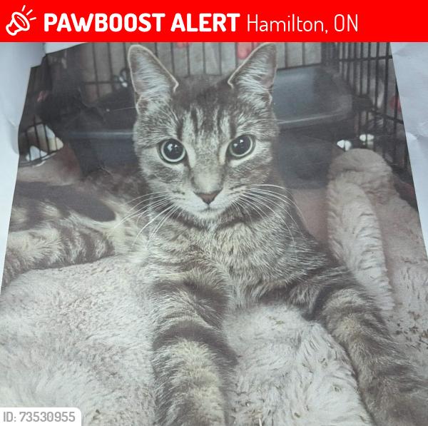 Lost Female Cat last seen Around Viola Desmond Elementary School, Hamilton, ON 