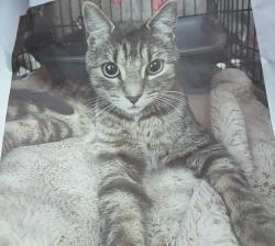 Lost Female Cat last seen Around Viola Desmond Elementary School, Hamilton, ON 