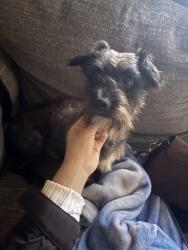 Reunited Male Dog last seen W ridge rd 30501, Gainesville, GA 30501