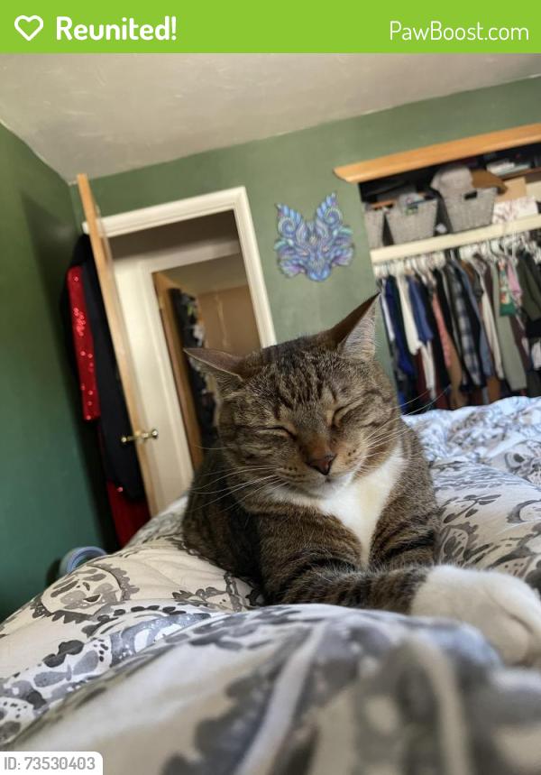 Reunited Male Cat last seen 1st and Winona Court, Denver, CO 80219