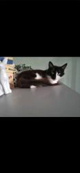 Lost Female Cat last seen Inbetween Rochester Way and Well Hall Road, Greater London, England 