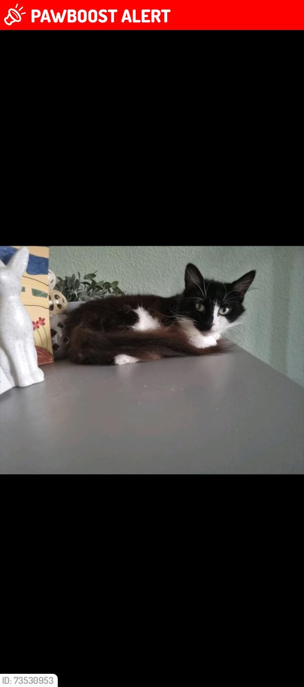 Lost Female Cat last seen Inbetween Rochester Way and Well Hall Road, Greater London, England 