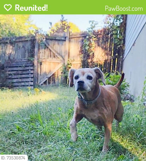 Reunited Female Dog last seen Camelot neighborhood off Gordon Rd, Spotsylvania County, VA 22407