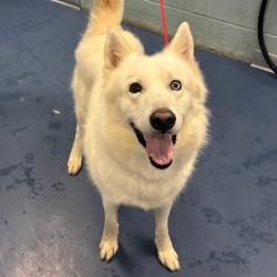 Shelter Stray Male Dog last seen , 980 Guilford College Rd, Greensboro, NC 27409, USA