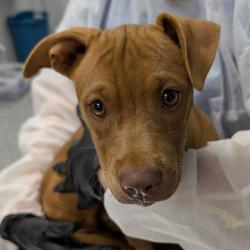 Shelter Stray Female Dog last seen , 328 Furman Hall Rd, Greenville, SC 29609, USA