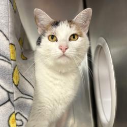 Shelter Stray Female Cat last seen , 328 Furman Hall Rd, Greenville, SC 29609, USA