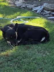 Found/Stray Male Dog last seen South 94th East Ave, Tulsa, OK 74129