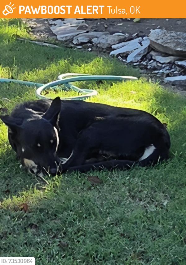 Found/Stray Male Dog last seen South 94th East Ave, Tulsa, OK 74129