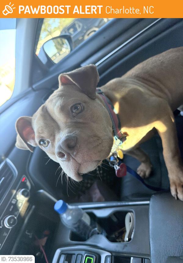Found/Stray Female Dog last seen Eastway, Charlotte, NC 28205