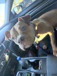 Found/Stray Female Dog last seen Eastway, Charlotte, NC 28205
