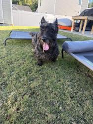 Found/Stray Male Dog last seen Turtle Creek Neighborhood, Newport News, VA 23601
