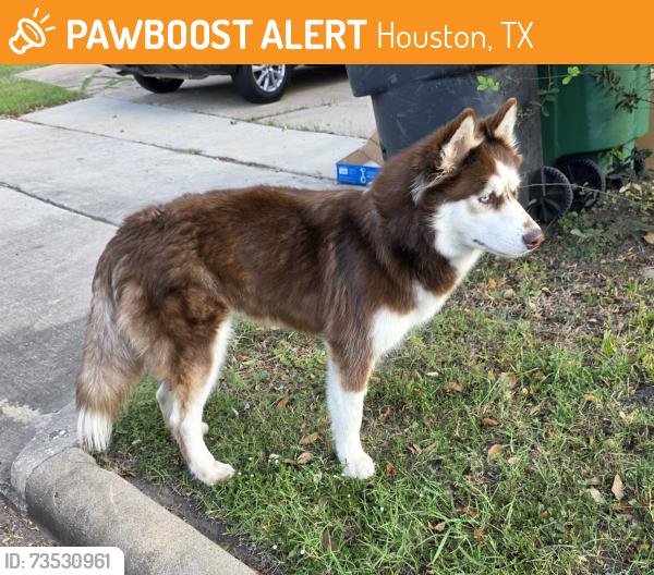 Found/Stray Unknown Dog last seen S. Post oak & West Orem, Houston, TX 77045