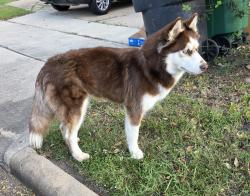 Found/Stray Unknown Dog last seen S. Post oak & West Orem, Houston, TX 77045