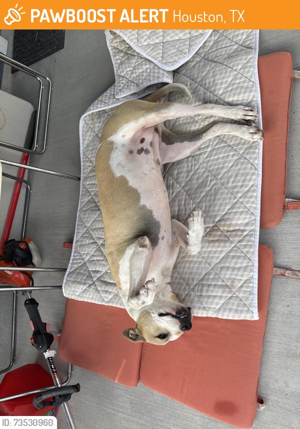 Found/Stray Female Dog last seen Greengrass Willow Way and Kier Rd in 77048, Houston, TX 77048