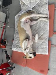 Found/Stray Female Dog last seen Greengrass Willow Way and Kier Rd in 77048, Houston, TX 77048