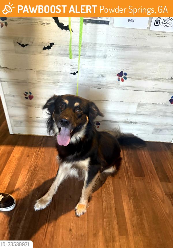 Found/Stray Female Dog last seen Spring side apmts/Sangsters cafe, Powder Springs, GA 30127