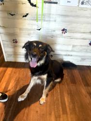 Found/Stray Female Dog last seen Spring side apmts/Sangsters cafe, Powder Springs, GA 30127