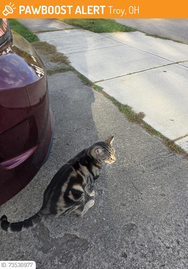 Found/Stray Unknown Cat last seen Young Street, Troy, OH 45373