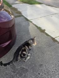 Found/Stray Unknown Cat last seen Young Street, Troy, OH 45373