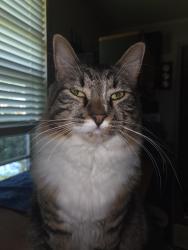 Lost Male Cat last seen Springhaven Circle, Albemarle, NC 28001