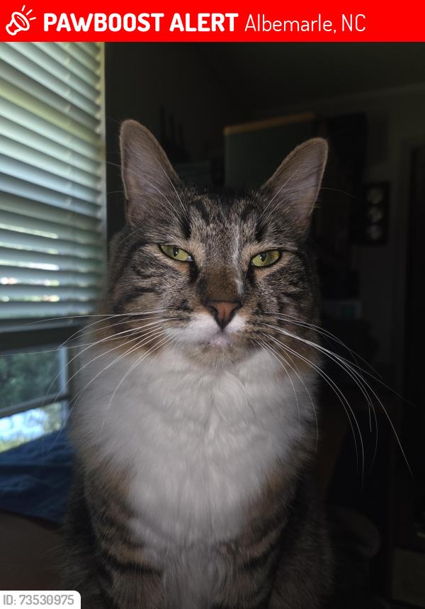 Lost Male Cat last seen Springhaven Circle, Albemarle, NC 28001