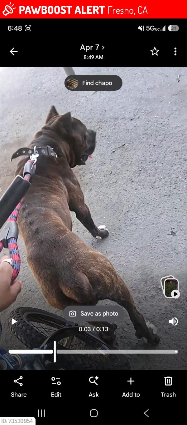 Lost Male Dog last seen Lane an chestnut, Fresno, CA 93702