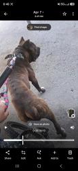 Lost Male Dog last seen Lane an chestnut, Fresno, CA 93702