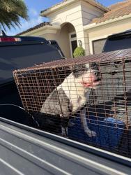 Found/Stray Male Dog last seen Loxahatchee, parkland, canal Boca, Parkland, FL 33428