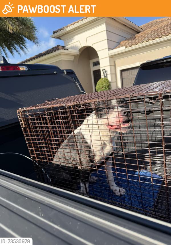 Found/Stray Male Dog last seen Loxahatchee, parkland, canal Boca, Parkland, FL 33428