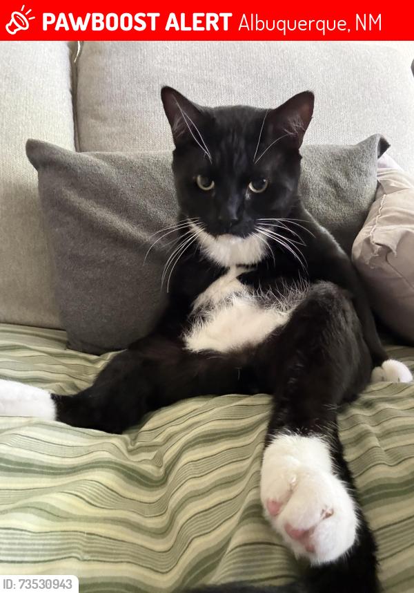 Lost Male Cat last seen Sedona Ridge apmts, Albuquerque, NM 87111