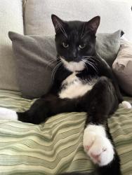 Lost Male Cat last seen Sedona Ridge apmts, Albuquerque, NM 87111