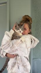 Reunited Male Cat last seen Door was left open so at home on sunrise circle, Elk River, MN 55330
