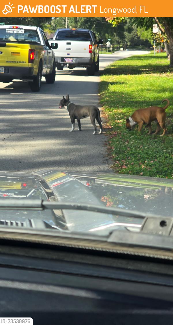 Found/Stray Male Dog last seen S.R. 434 and Tarrytown Trail, Longwood, FL 32750