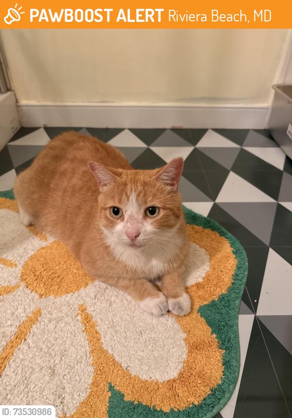 Found/Stray Male Cat last seen Hilltop rd, Riviera Beach, MD 21226