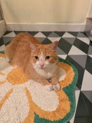 Found/Stray Male Cat last seen Hilltop rd, Riviera Beach, MD 21226