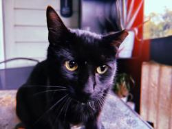 Lost Male Cat last seen cedar bluff or the appartments behide, Knoxville, TN 37923