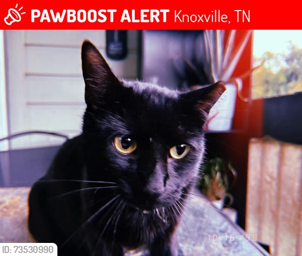 Lost Male Cat last seen cedar bluff or the appartments behide, Knoxville, TN 37923