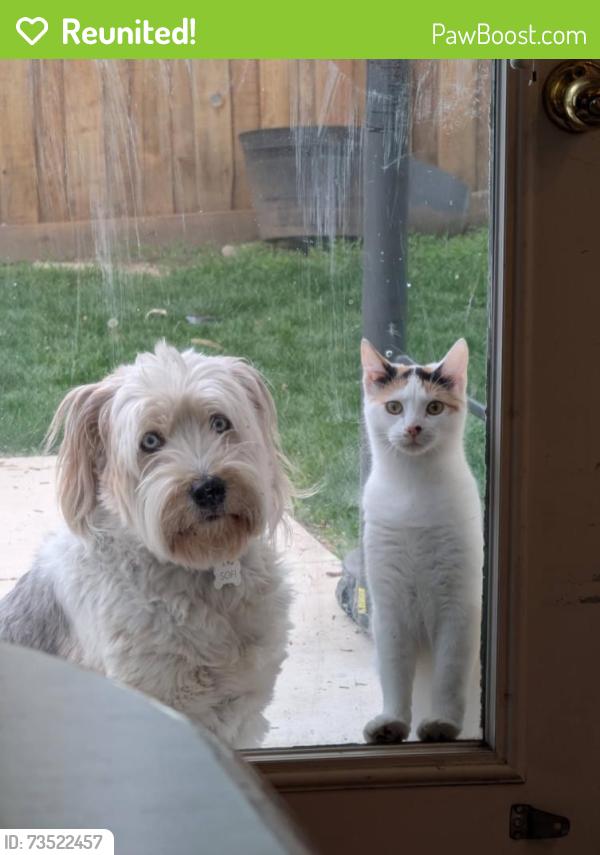 Reunited Female Dog last seen Center St. and Palisade Dr., Orem, UT 84097