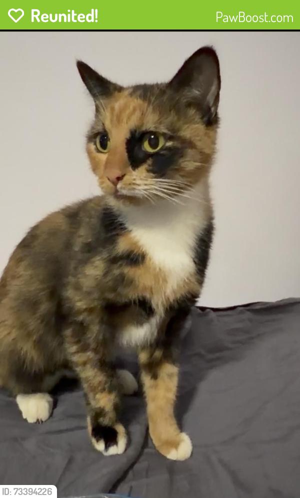 Reunited Female Cat last seen alabama spay & neuter, Birmingham, AL 35210