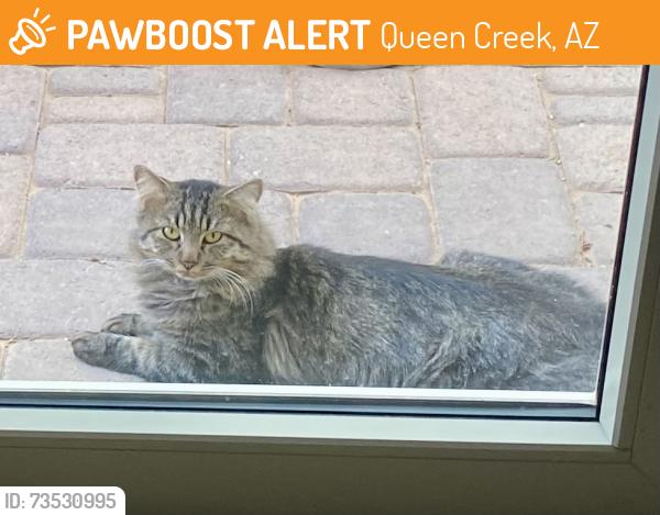 Found/Stray Unknown Cat last seen West end of Nightengale Ct and Alyssa Ct, in Medera West ests, Queen Creek, AZ 85142
