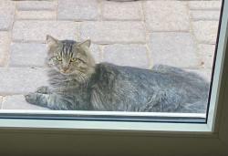 Found/Stray Unknown Cat last seen West end of Nightengale Ct and Alyssa Ct, in Medera West ests, Queen Creek, AZ 85142
