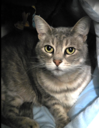 Lost Female Cat last seen Fox Hollow West, Spring, TX 77389